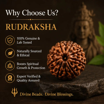 <strong>Natural Rudraksha for Meditation </strong>