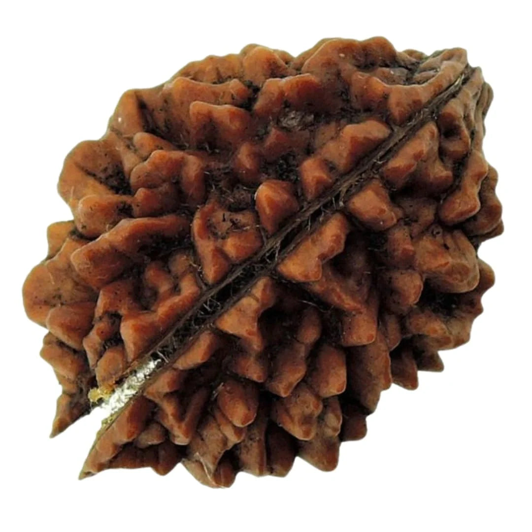 Lab Tested Certified 2 Mukhi Rudraksha Bead