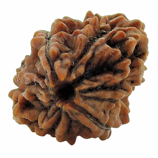 Lab Tested Certified 2 Mukhi Rudraksha Bead
