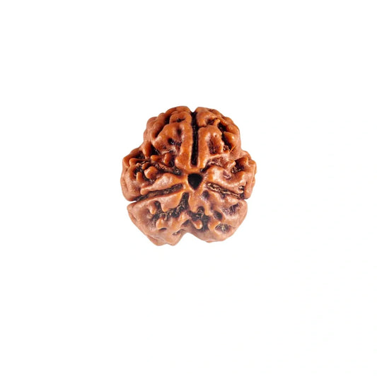 3 Mukhi Rudraksha – Lab Certified Original Rudraksha
