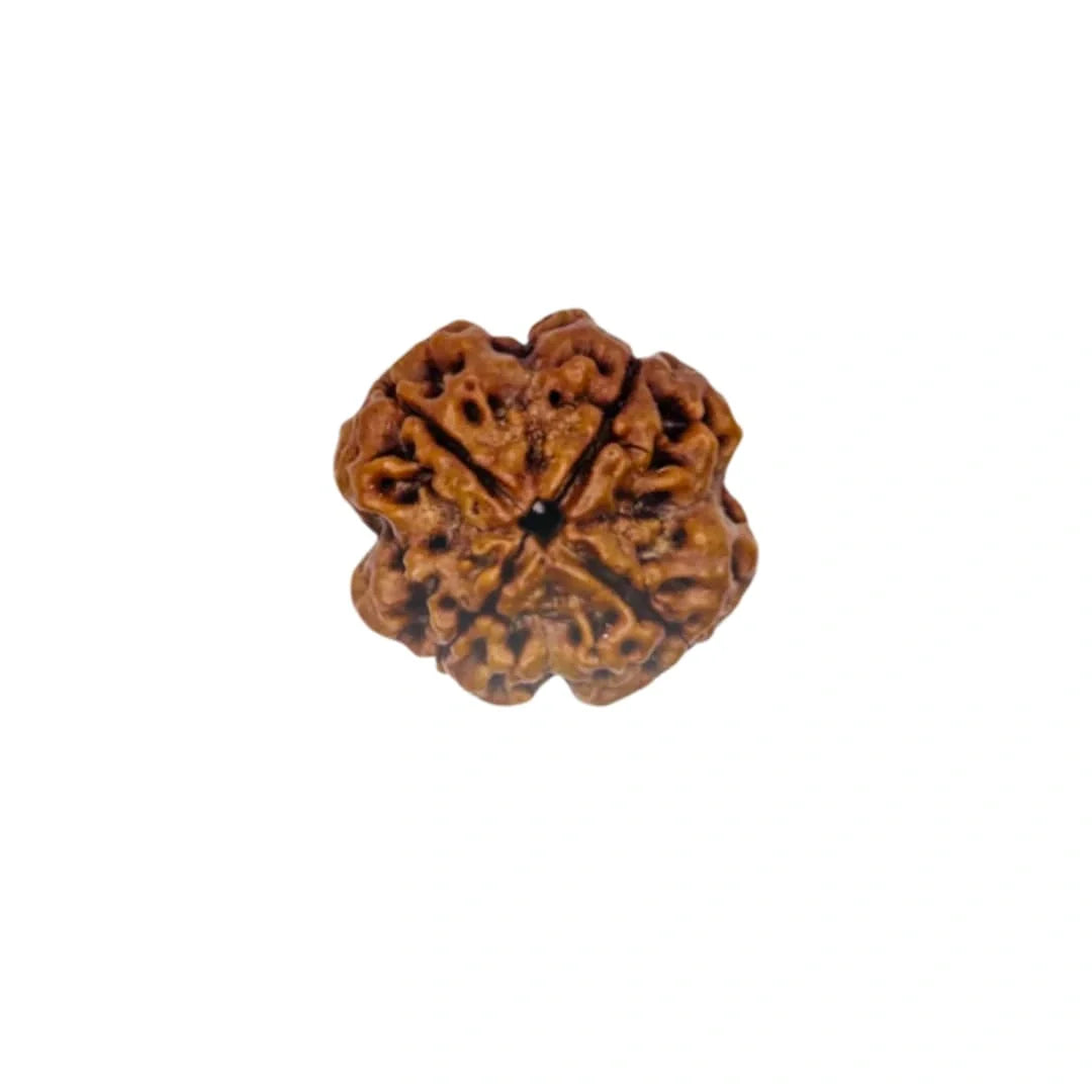 4 Mukhi Rudraksha – Certified Original Four Mukhi Rudraksha