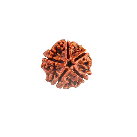 5 Mukhi Rudraksha – Certified Original Panch Mukhi Rudraksha