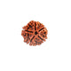 5 Mukhi Rudraksha – Certified Original Panch Mukhi Rudraksha