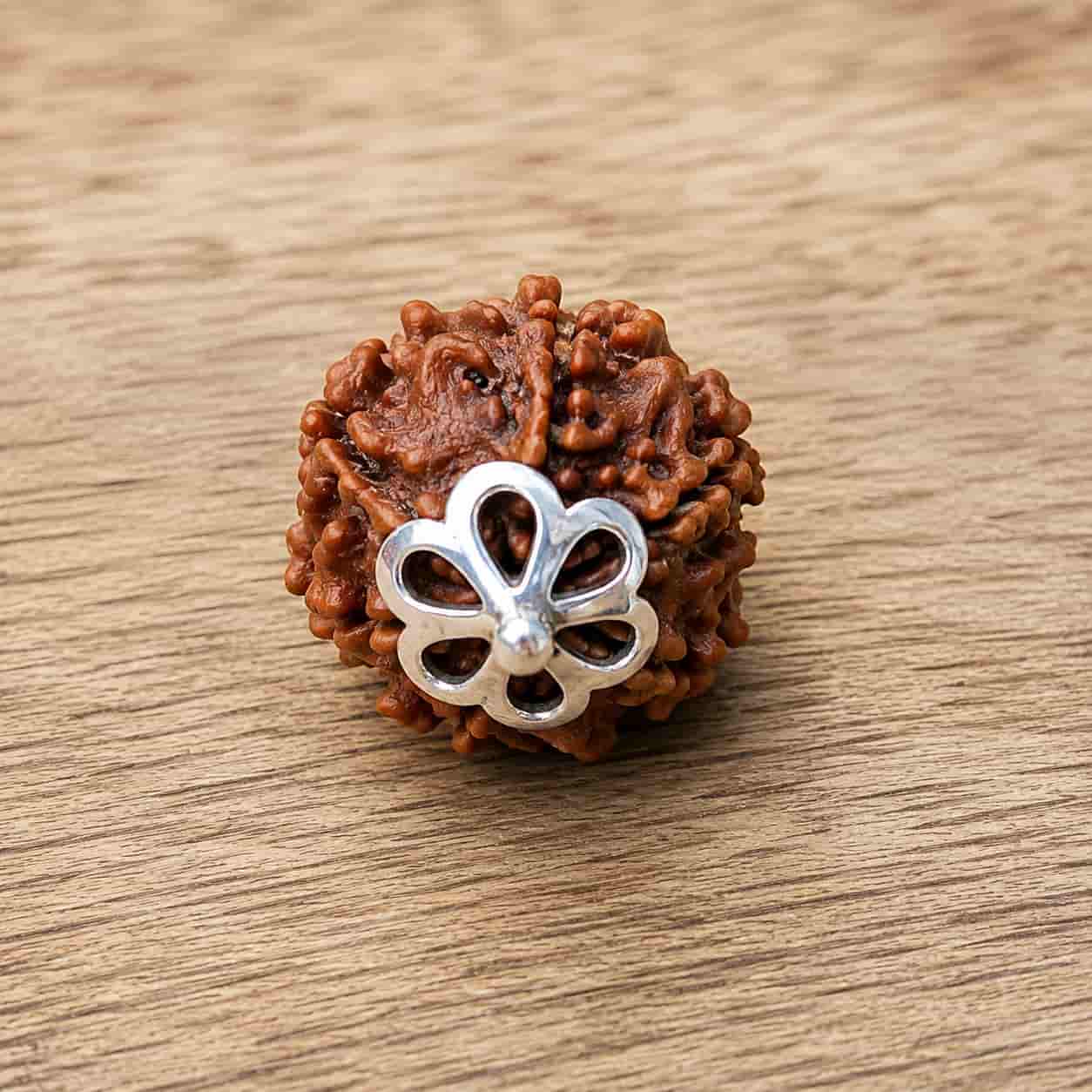 7 Mukhi Nepali Rudraksha - Saat Mukhi