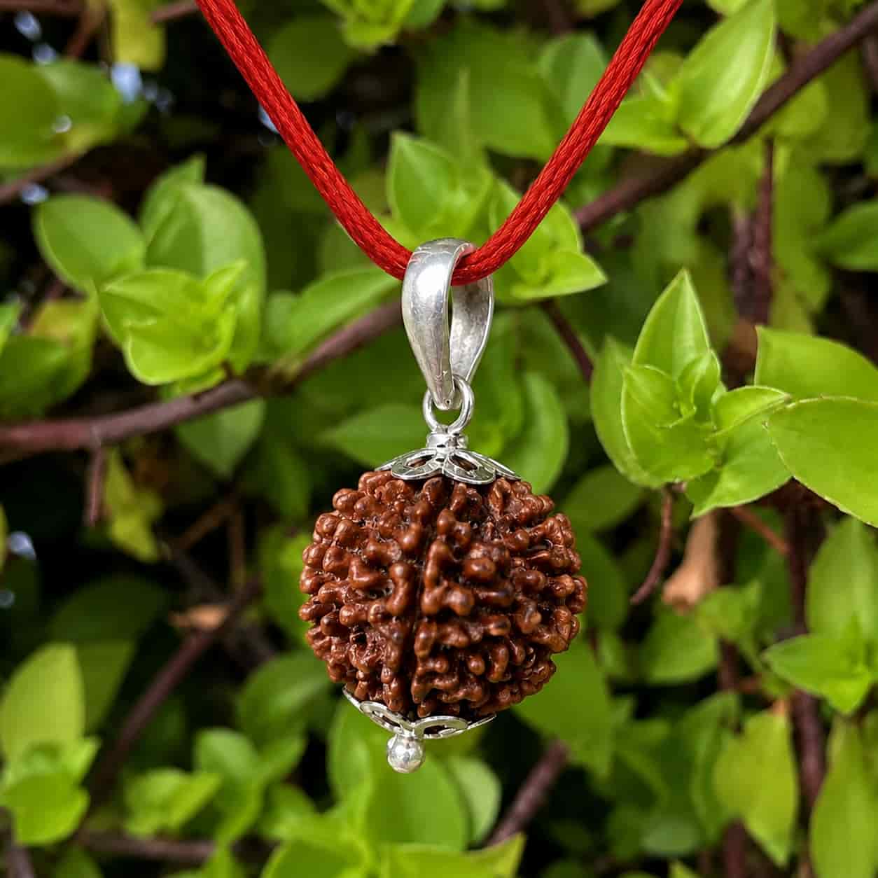 Saat Mukhi Rudraksha 